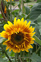 Cox_20110806_178