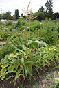 Cox_20110806_161