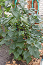 Cox_20110806_113