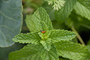 Cox_20110806_136