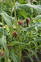 Cox_20110806_164