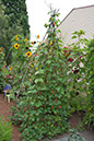 Cox_20110806_118