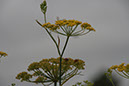 Cox_20110806_050