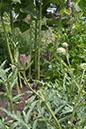 Cox_20110806_175