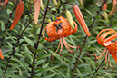 Cox_20110806_074