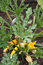 Cox_20110806_058