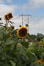 Cox_20110806_147