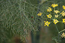 Cox_20110806_039