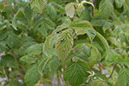 Cox_20110806_121
