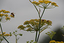 Cox_20110806_051
