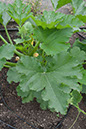 Cox_20110806_062