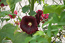 Cox_20110806_119