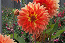 Cox_20110806_031