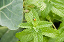 Cox_20110806_135