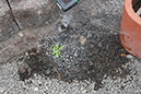 Cox_20110806_096