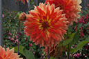 Cox_20110806_033