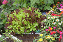 Cox_20110806_018