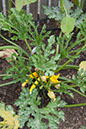 Cox_20110806_057