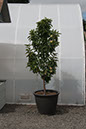 Cox_20110806_008