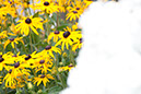 Cox_20110806_084