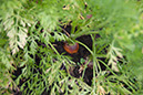 Cox_20110806_169