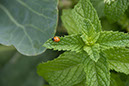 Cox_20110806_137
