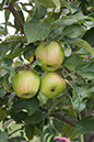 Cox_20110806_077