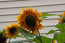 Cox_20110806_109