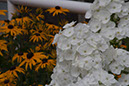 Cox_20110806_089