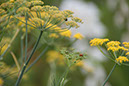 Cox_20110806_045