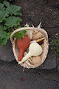 Cox_20110806_066
