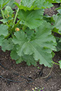 Cox_20110806_064