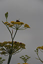 Cox_20110806_055