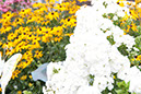 Cox_20110806_082