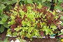 Cox_20110806_019
