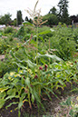 Cox_20110806_163