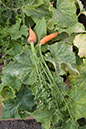 Cox_20110806_134