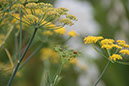 Cox_20110806_046