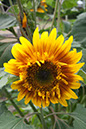 Cox_20110806_180