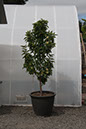 Cox_20110806_007