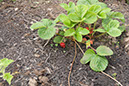 Cox_20110806_152
