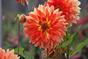 Cox_20110806_030