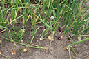 Cox_20110806_138