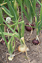 Cox_20110806_142