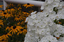 Cox_20110806_090