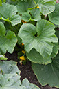 Cox_20110806_154