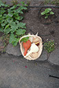 Cox_20110806_068