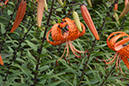 Cox_20110806_076