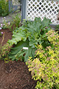 Cox_20110806_070