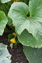 Cox_20110806_155